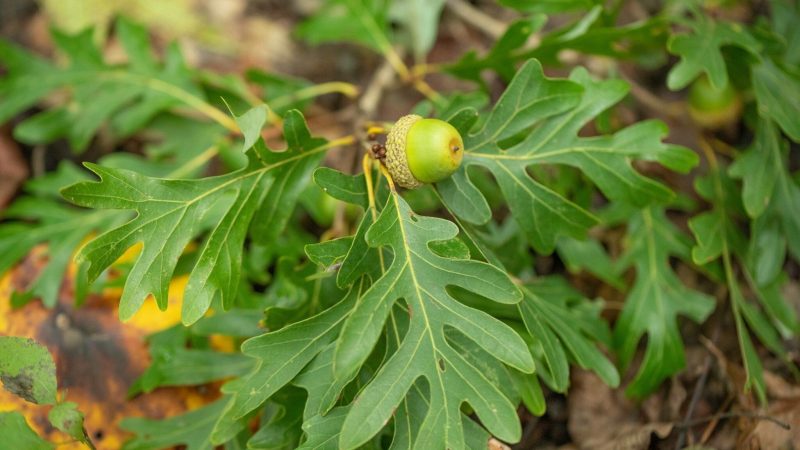 Oak leaves with a single green acorn.