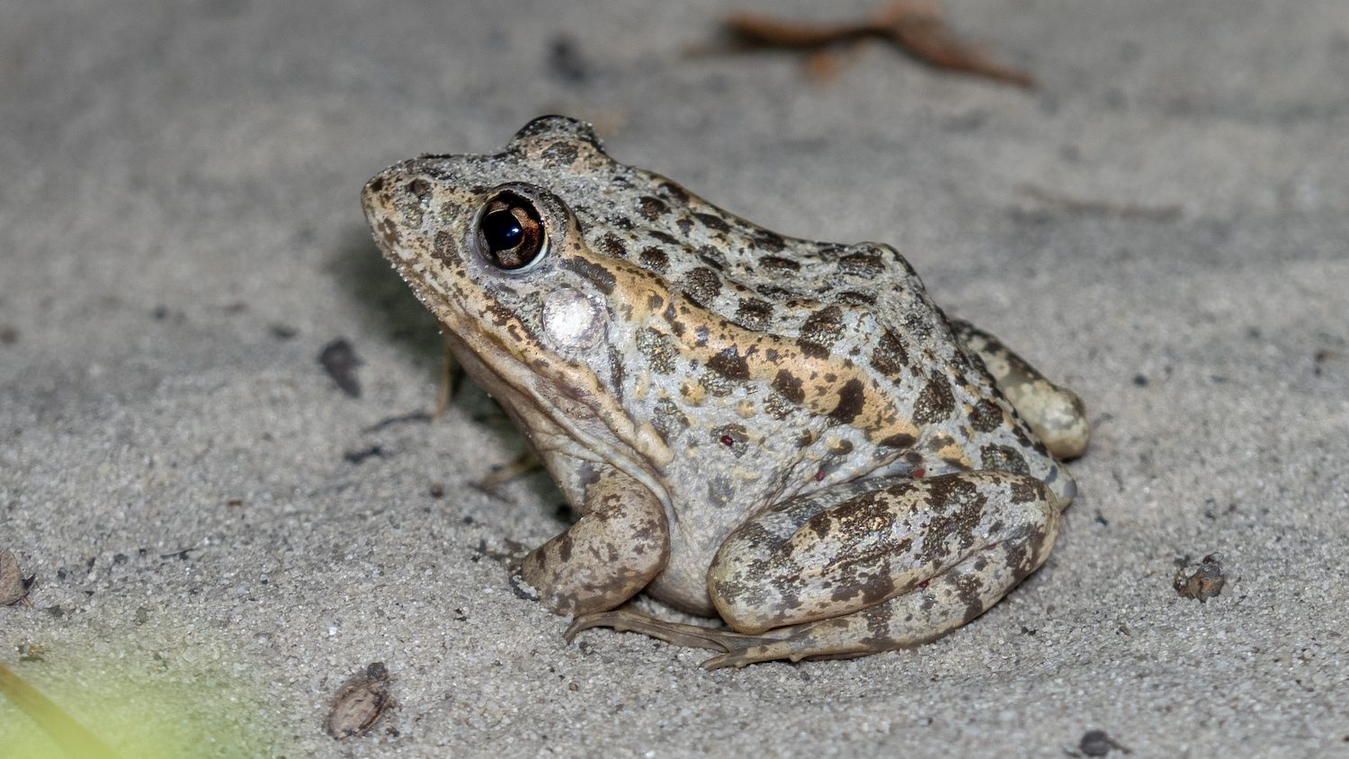 A small grey frog with darker spots and an orange stripe. 