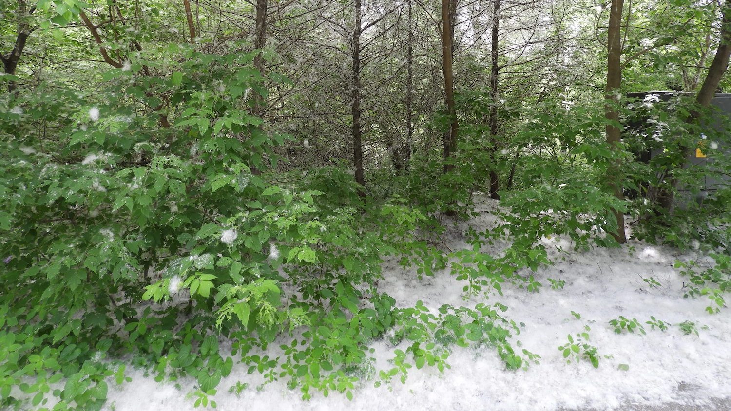 Green trees with snowy white seeds blanketing the ground around them.