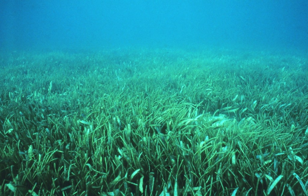 underwater image of seagrass meadow