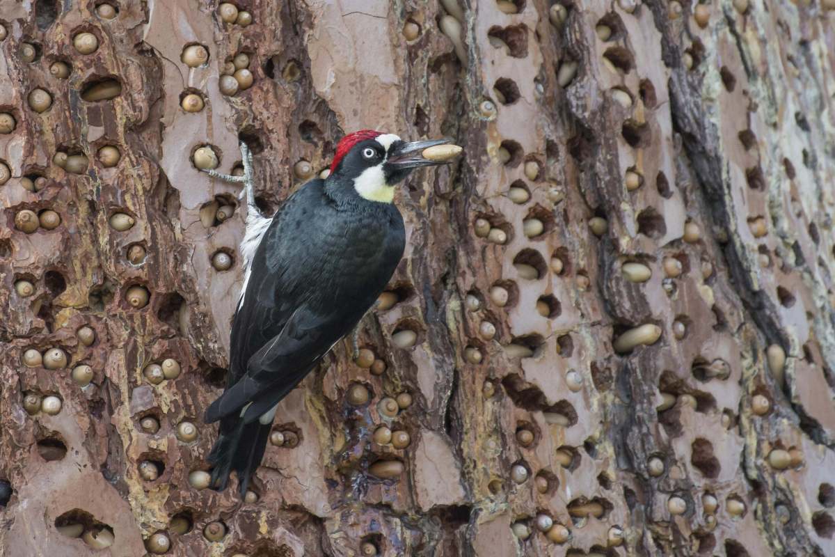 black and white bird with red cap. Perched on trunk of a tree with a small acorn in its mouth and many, many acorns stuffed into small holes in the bark of the tree.