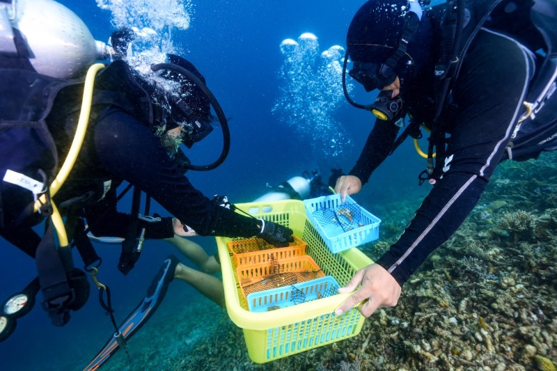 Two scuba divers holding a green plastic basket of coral