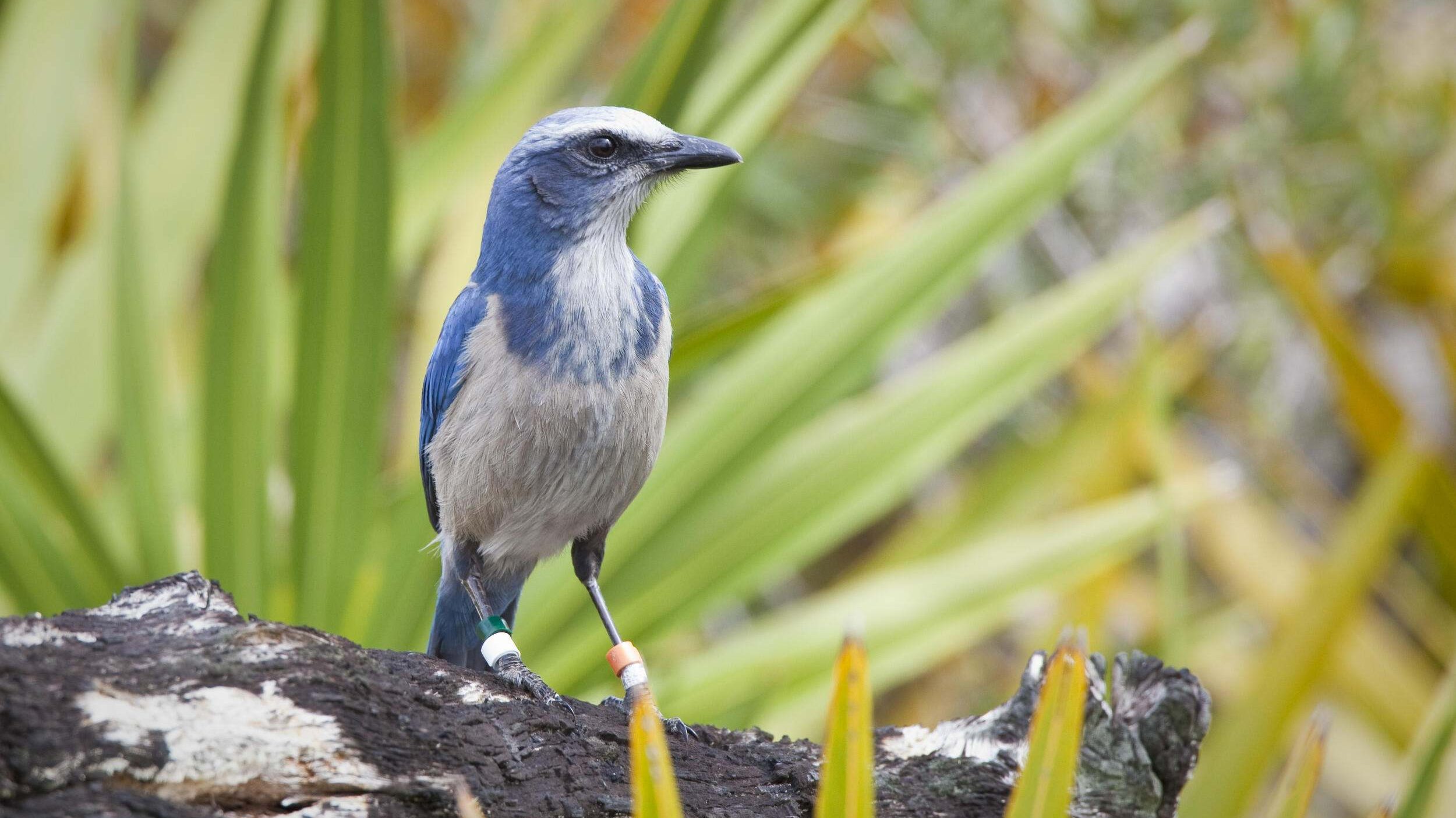 Blue-gray bird with bands on both legs standing on a long
