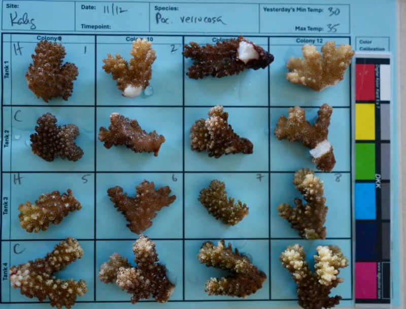Small fragments of coral, all with healthy color