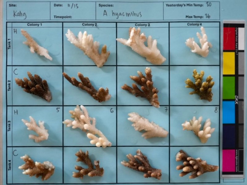 Small fragments of coral, some showing severe bleaching