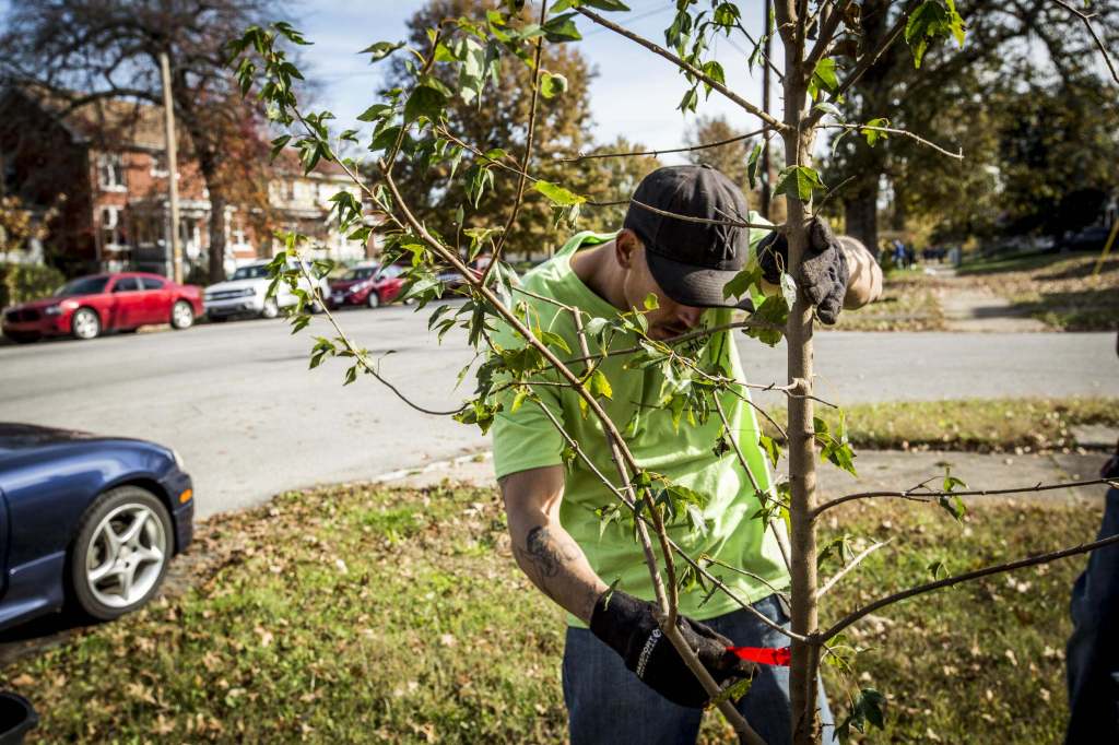 Man in a green t-shirt planting a young tree in an urban / suburban setting.