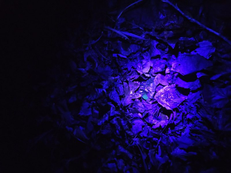 Image of blues and purples showing a deer scrape glowing under UV light.