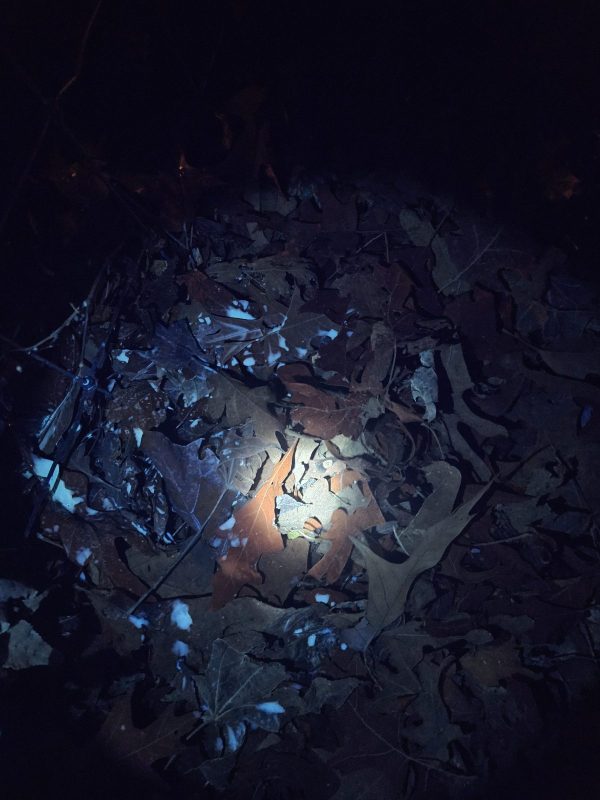 leaves glowing white and pale blue under UV light