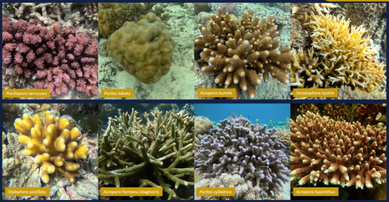 A grid showing multiple images of coral species
