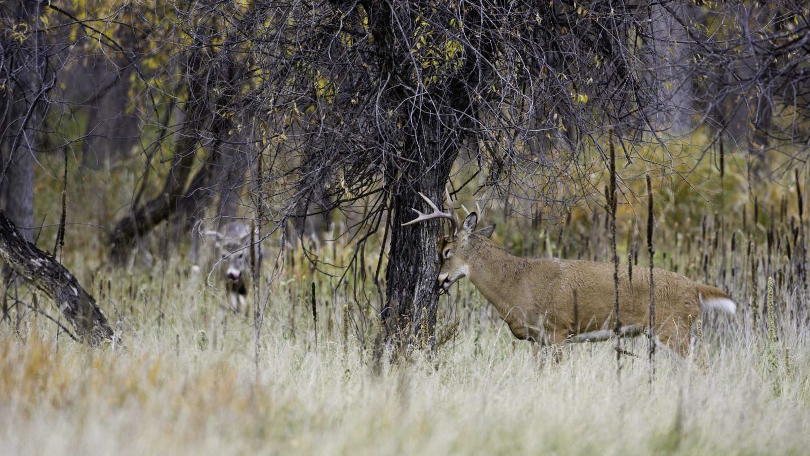 White-tailed deer with antlers rubbing his forehead on a tree trunk