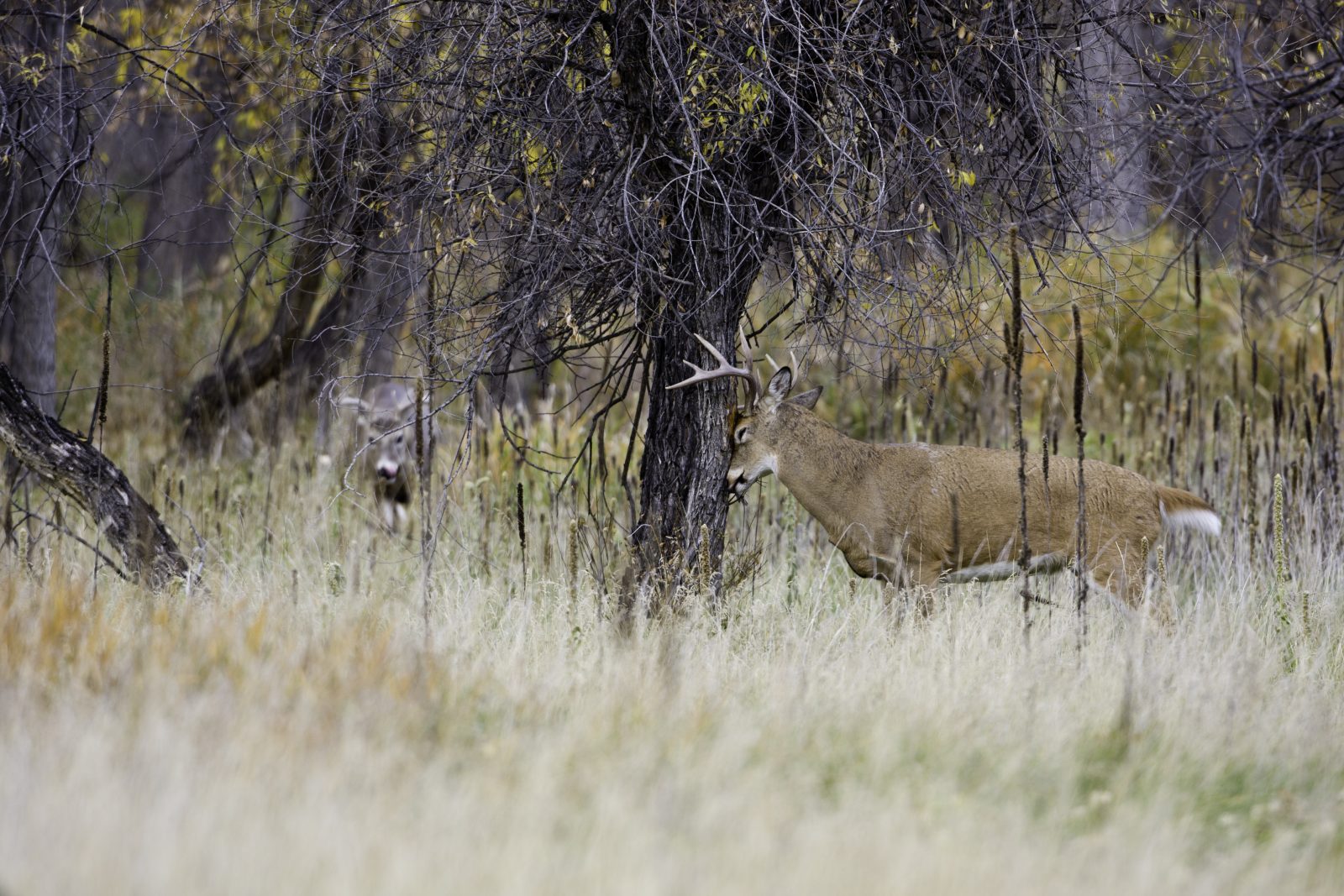 White-tailed deer with antlers rubbing his forehead on a tree trunk