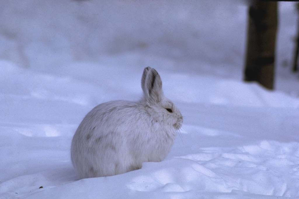 White hare in white snow