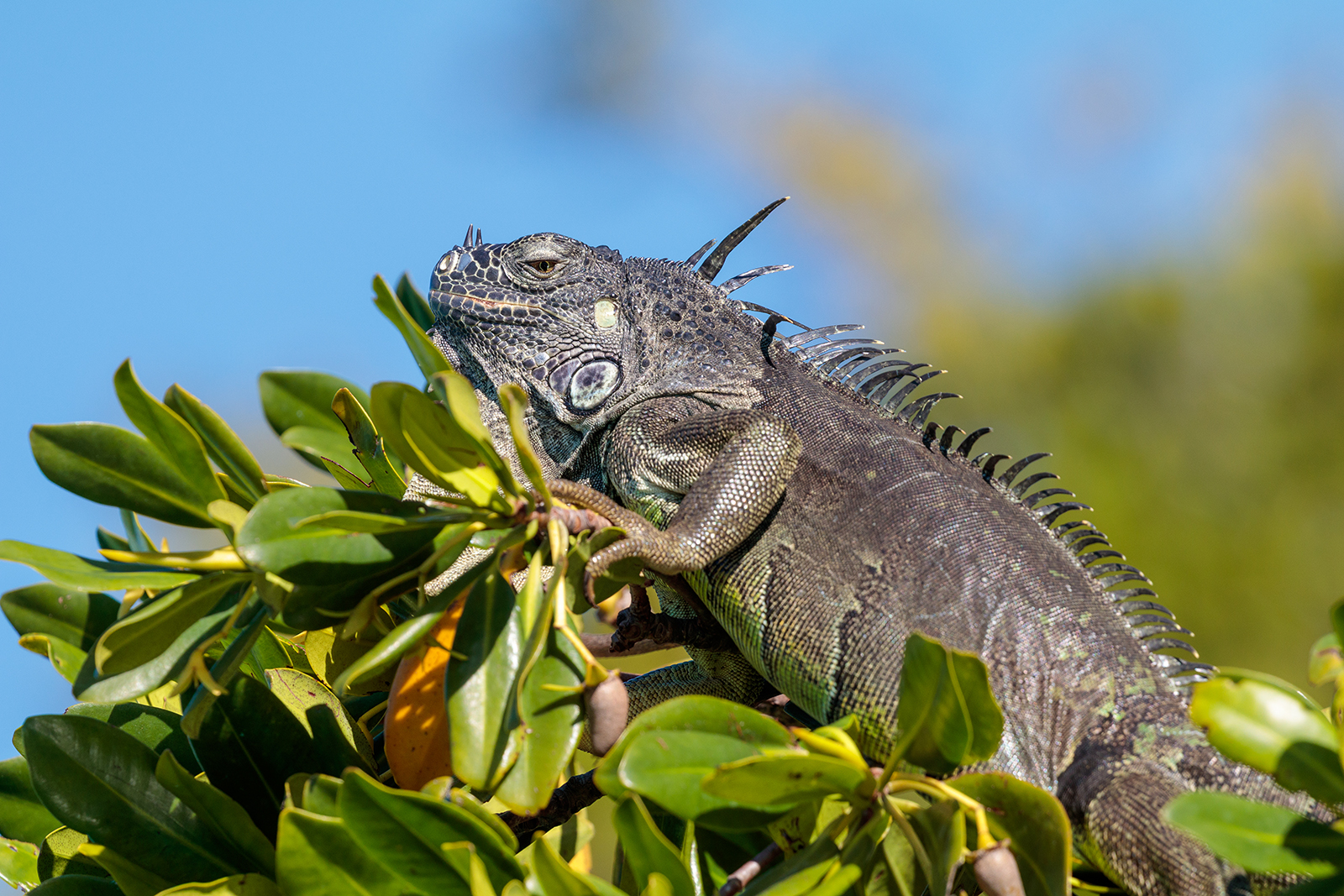 Large grey-green lizard in a tree branch.