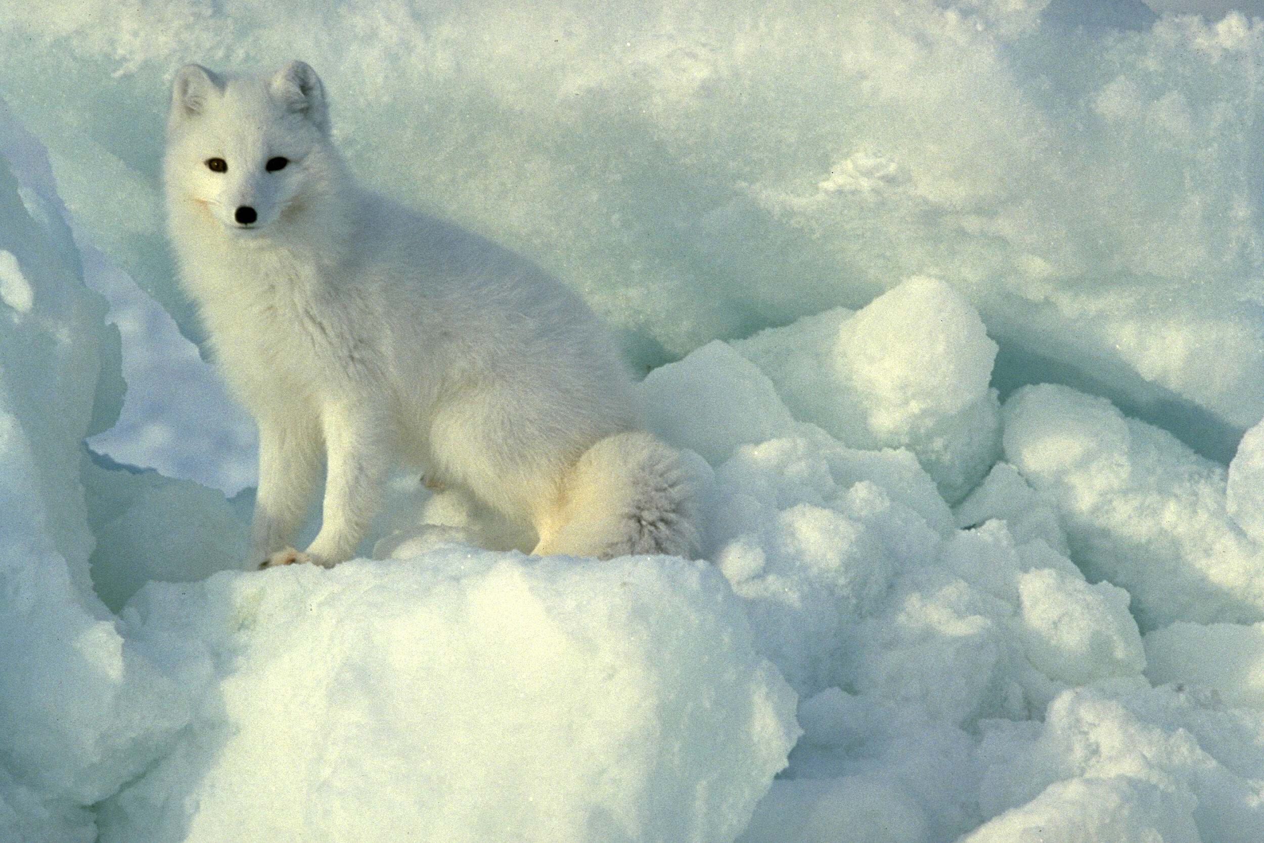 white fox on snow and ice
