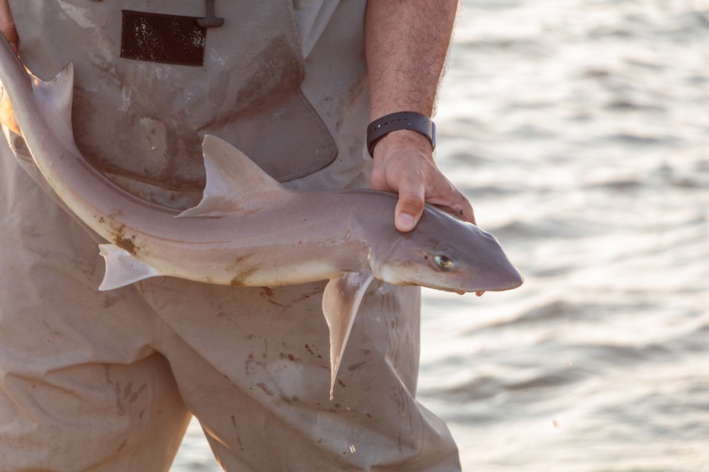 man in waders holding a dogfish (small gray shark)