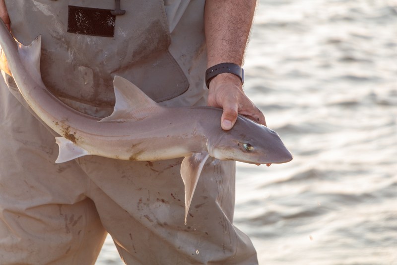man in waders holding a dogfish (small gray shark)