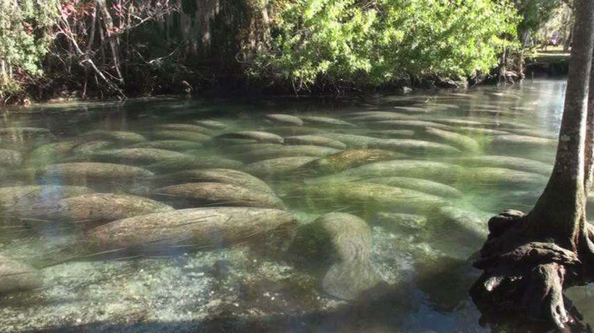 view from the shore of many manatees underwater in the clear water of a Florida spring.
