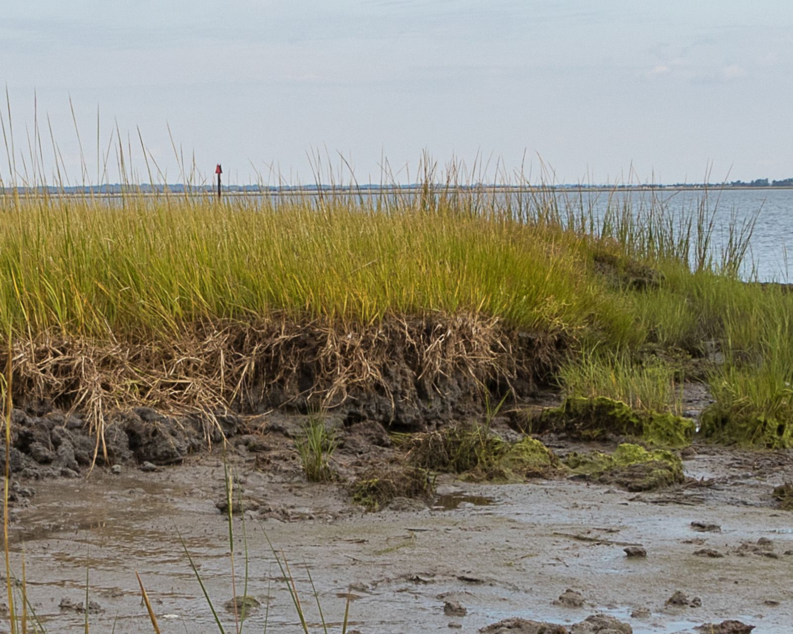 Grassy marsh that has been eroded and has a sharp drop off