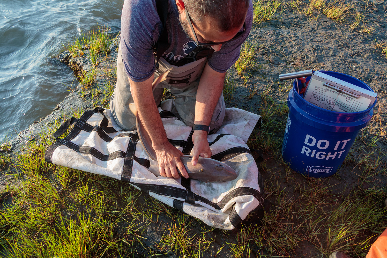 Man working on a small shark caught at the edge of a marsh. 