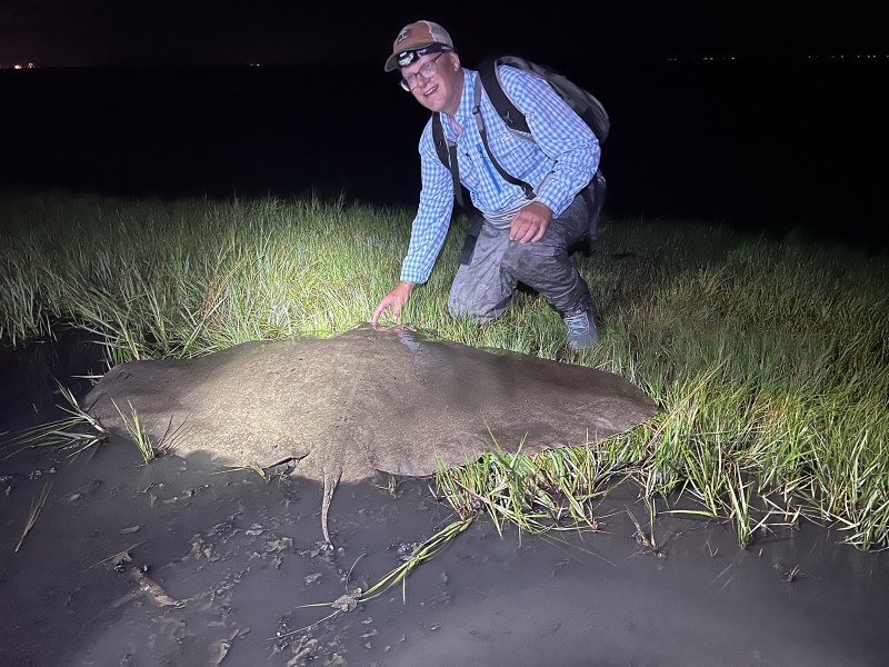Man next to a large butterfly ray on the edge of a marsh. 