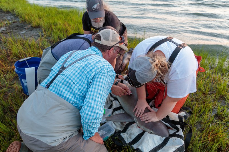 Four people on the edge of a marsh holding a shark so it can be measured and tagged. Grass and water in the background. 