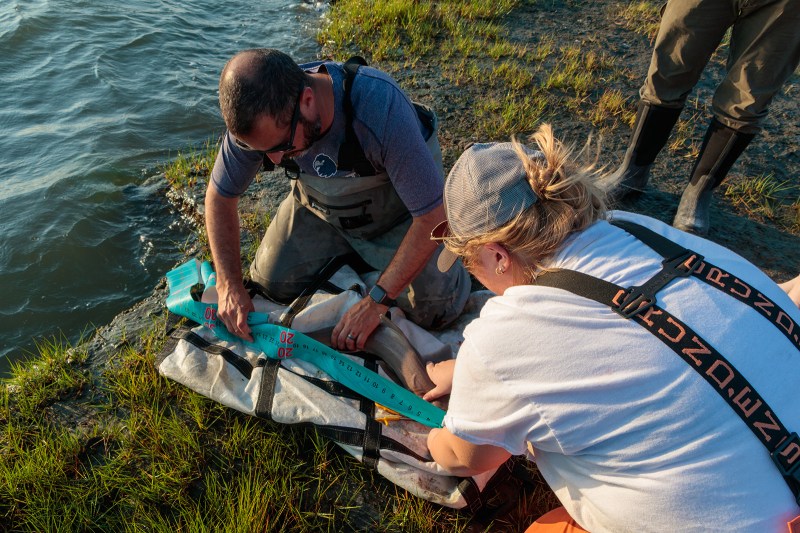 Two people measuring a gray fish with a large, blue tape measure.
