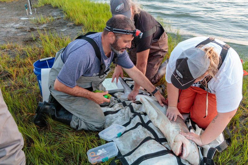 Three people working on a gray shark that is laying on its side in the marsh.