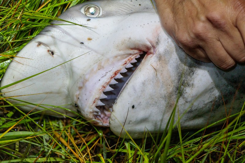 Sandbar shark mouth and eye, images shows smallish sharp, triangular teeth visible.