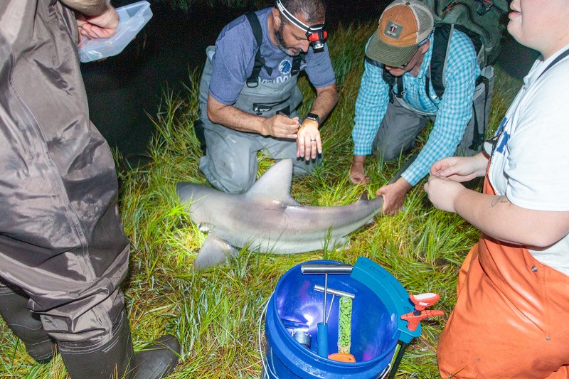 Four people working on a grey shark while it lays in bright green marsh grass.