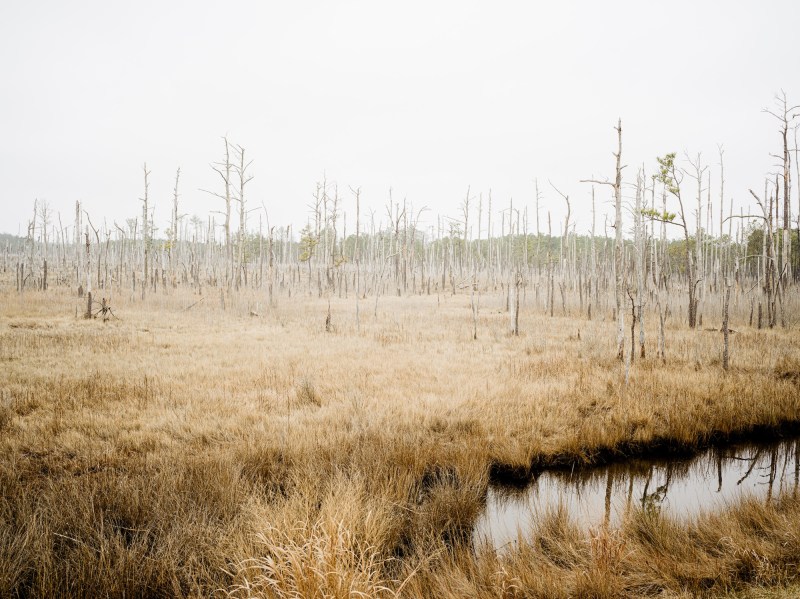 A ghost forest, where saltwater intrusion has killed trees in a marsh. 