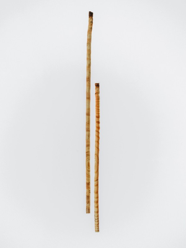 A comparison of tree rings from loblolly pines from the same area. The lower one is from a healthy tree, and the top one is from a tree dead from salt water intrusion. 