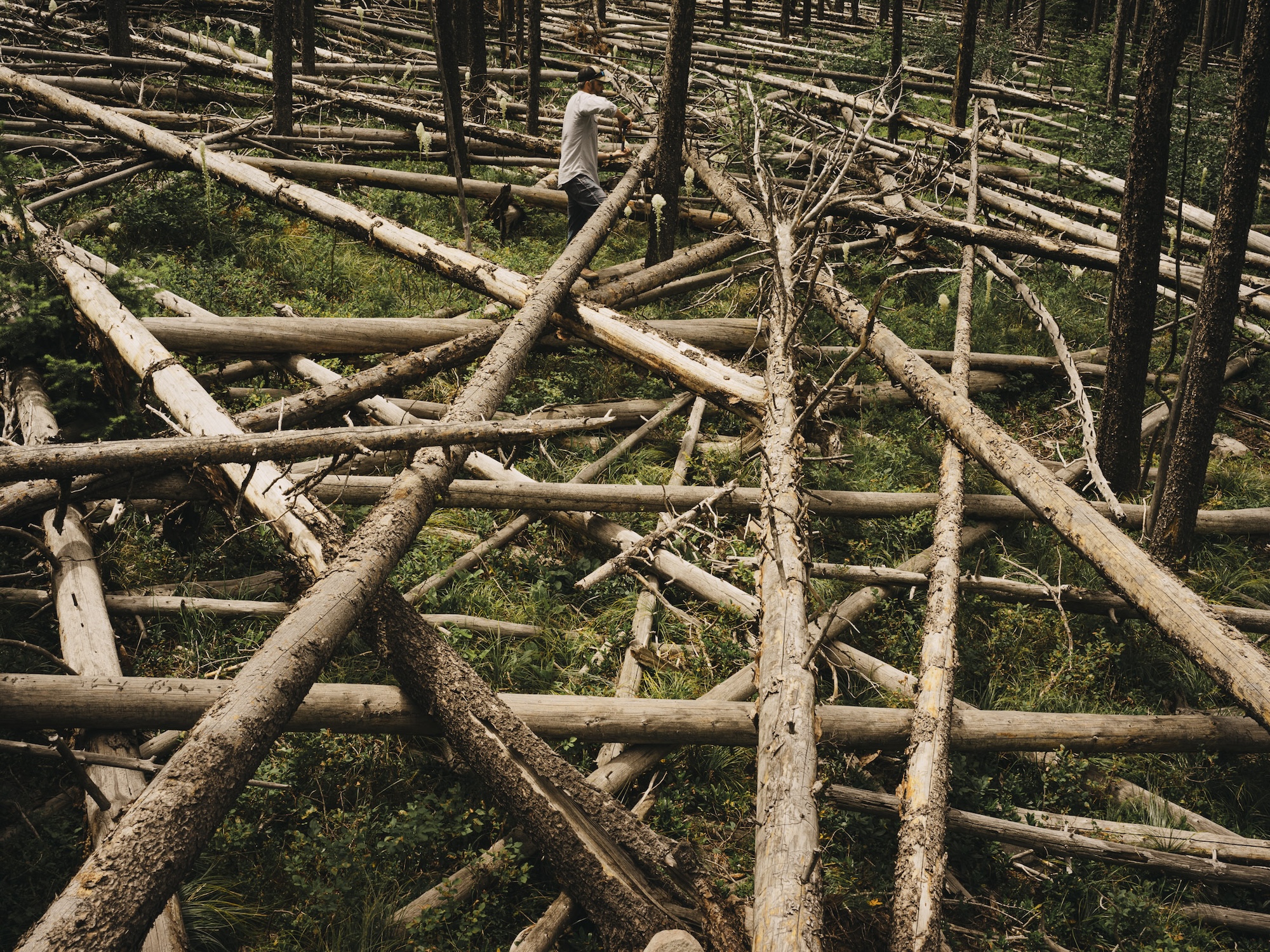 Reading the Tree Rings - Cool Green Science