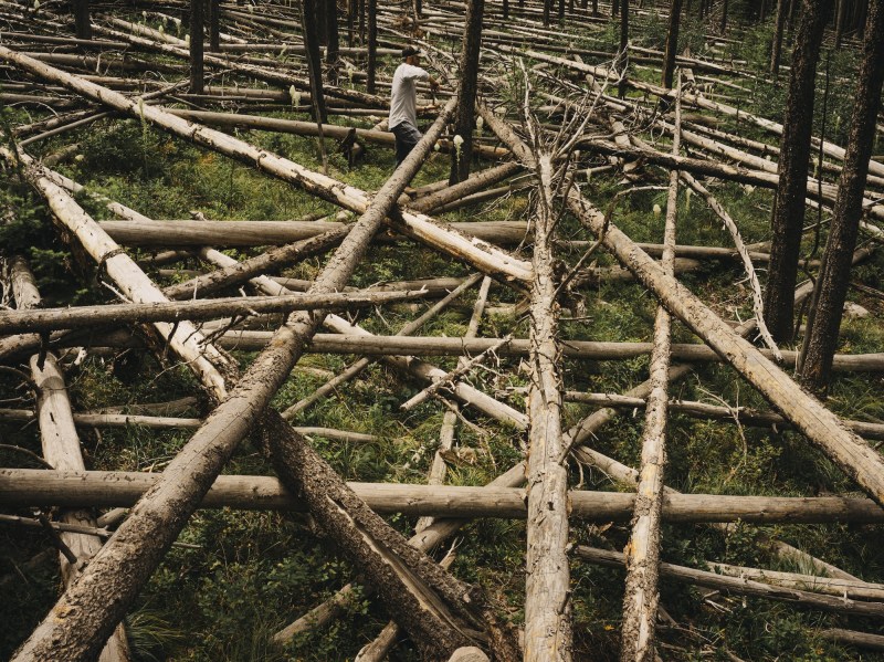 A man walks among the fallen trees in the Lubrecht Experimental Forest in Montana.