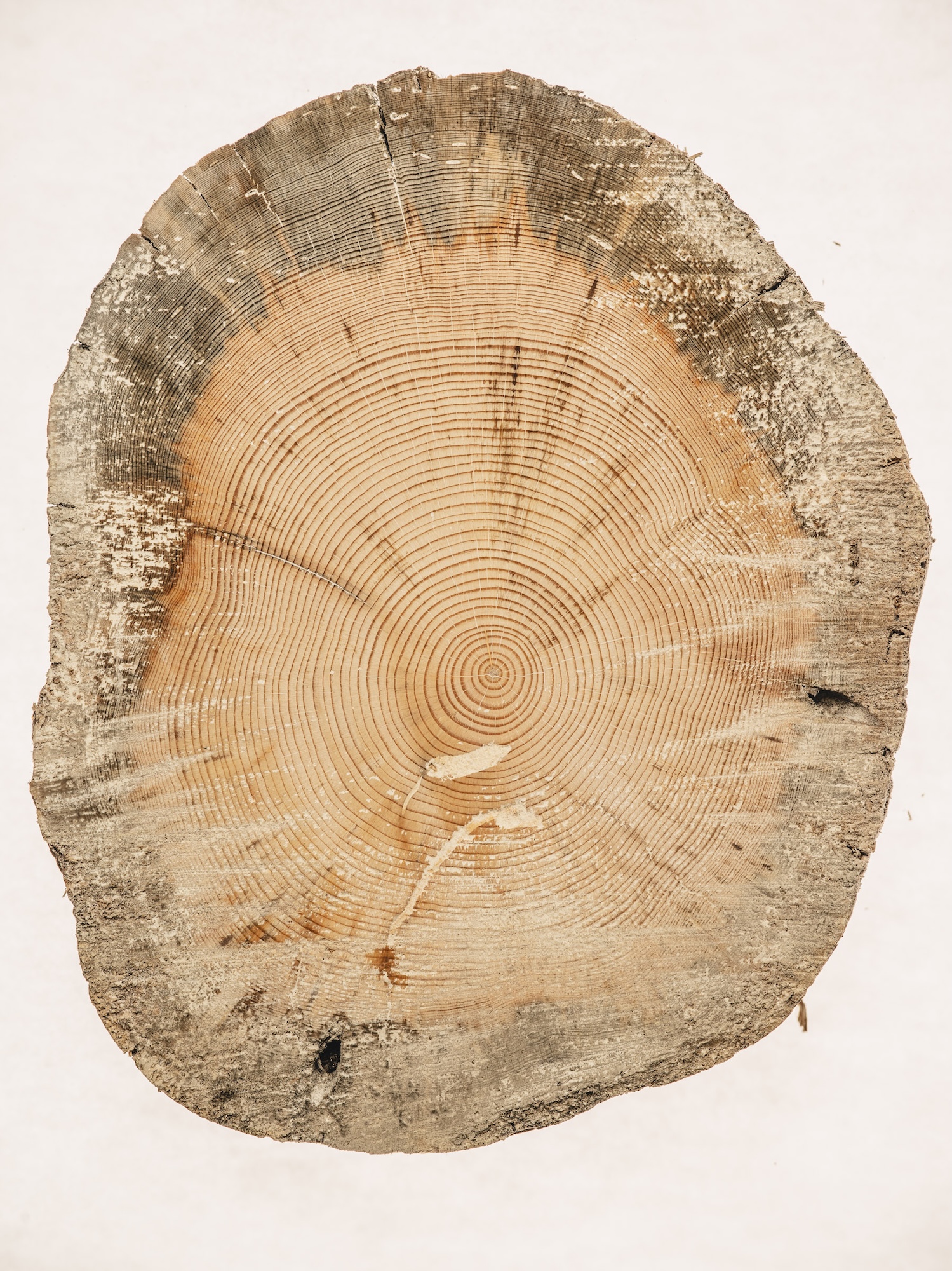 Reading the Tree Rings - Cool Green Science