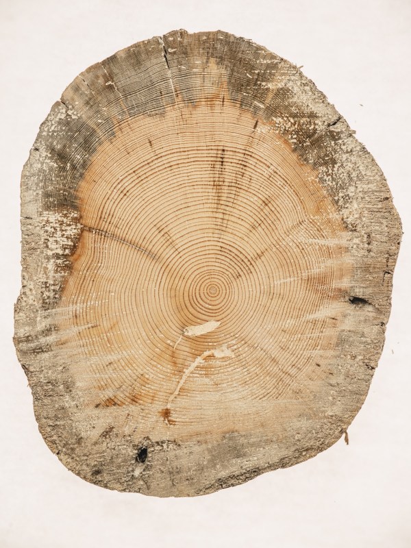 A cookie of a ponderosa pine tree that was stained by mountain pine beetles.