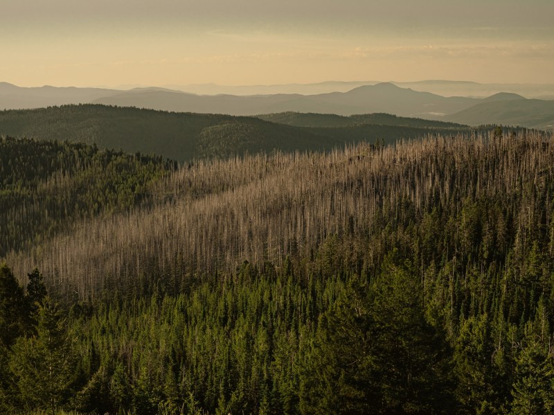 A wide view of a forest with many dead trees.