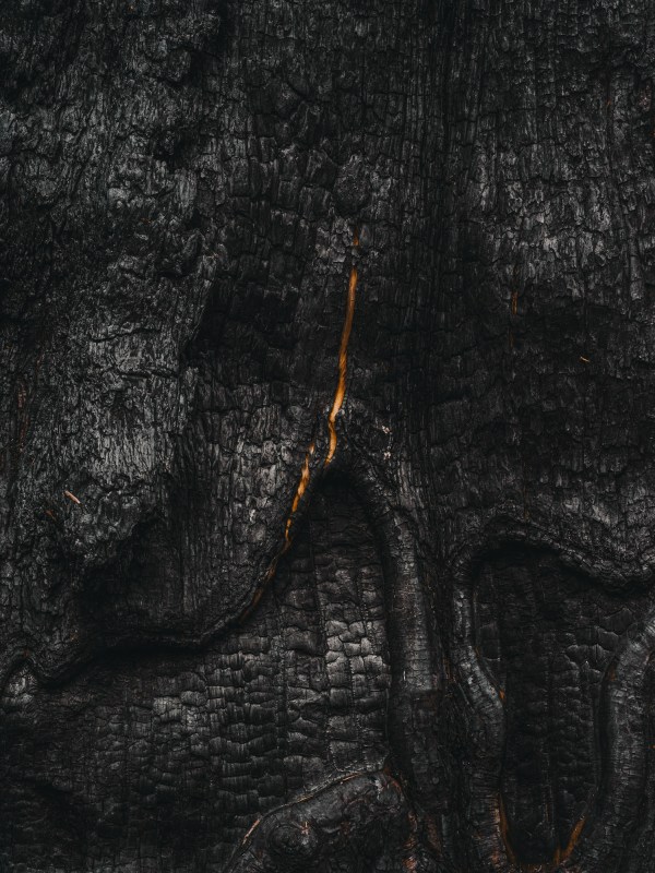 A sliver of the inside of the tree peaks through charred bark of a giant sequoia after a fire.