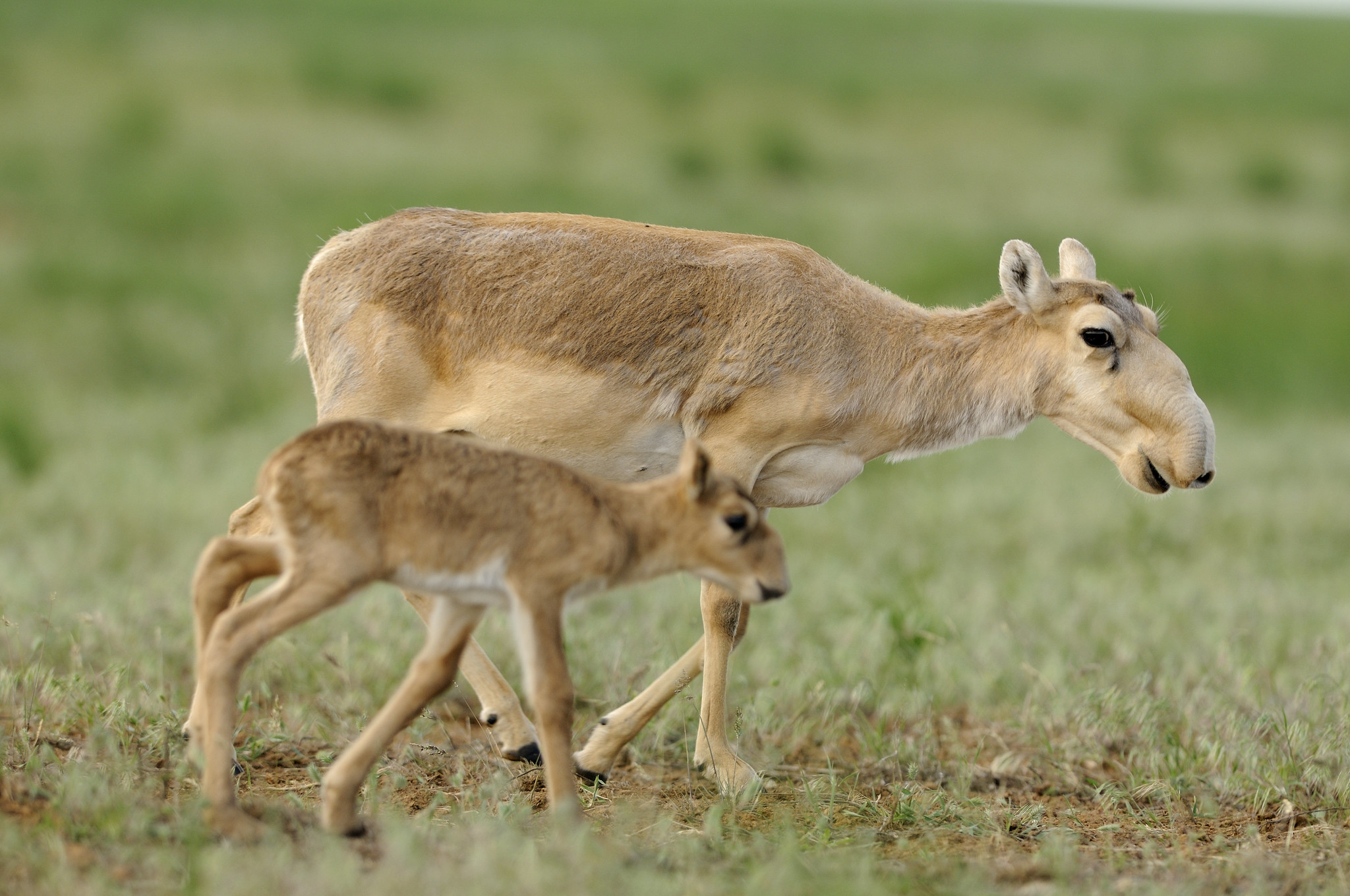Two saiga antelope, a mother and calf, walking across a grassland.