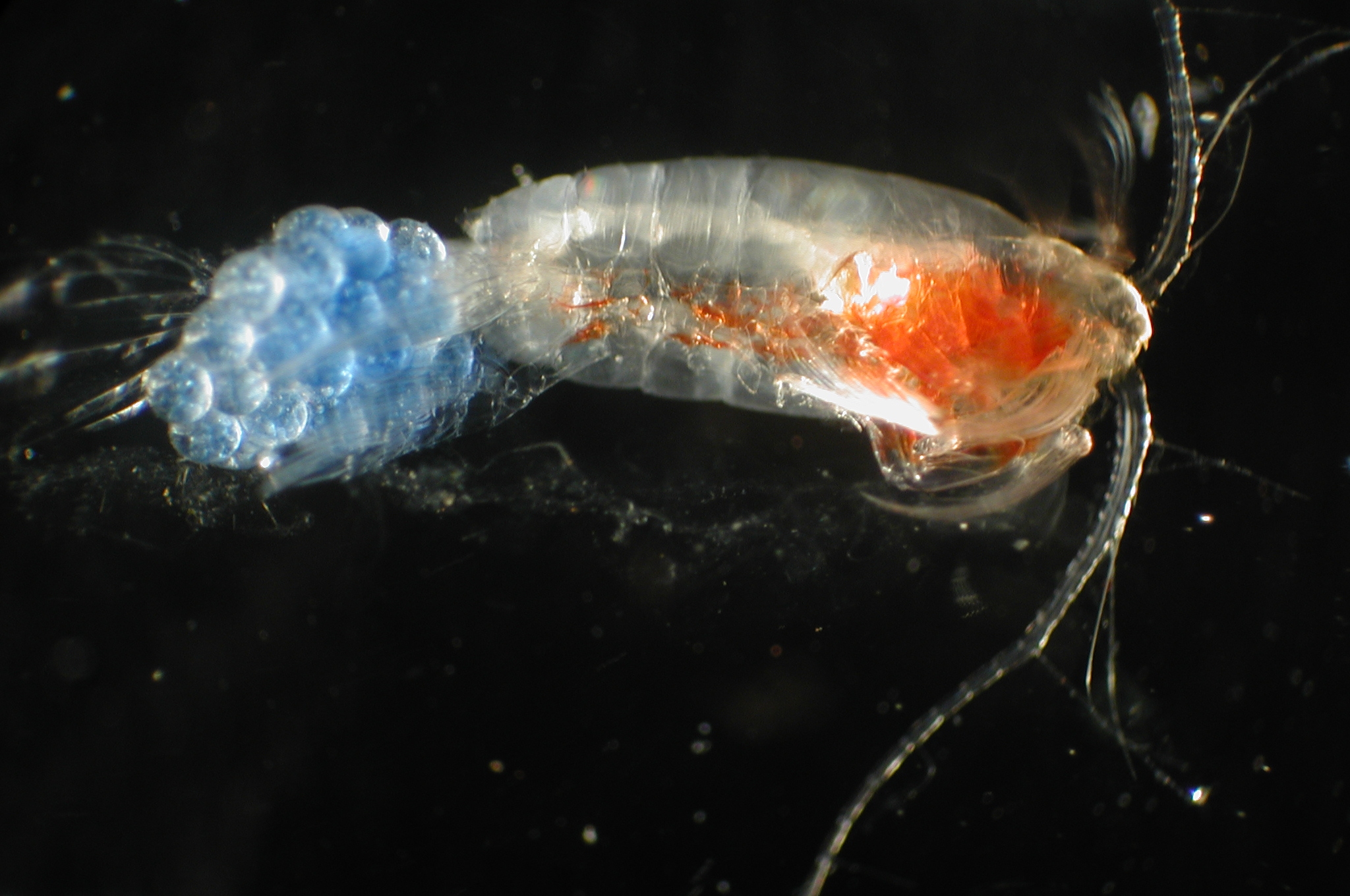 translucent animal with round blue eggs against a black background