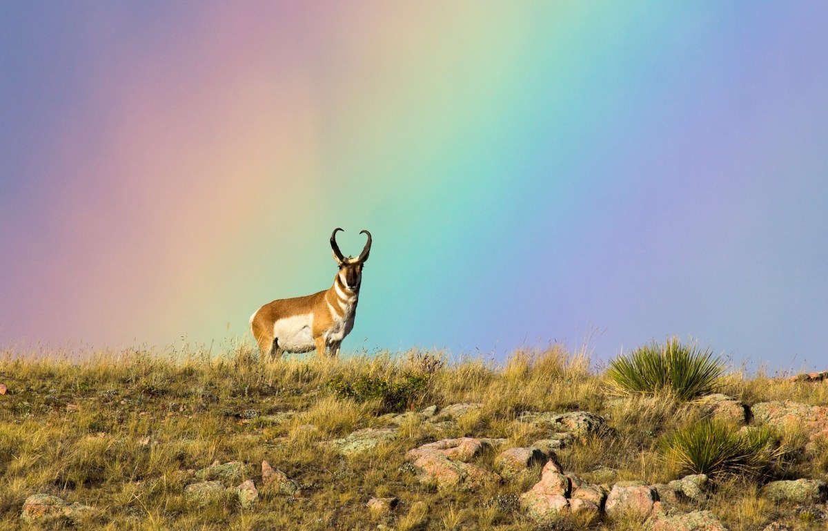 A pronghorn on the top of a hill with a rainbow behind the animal