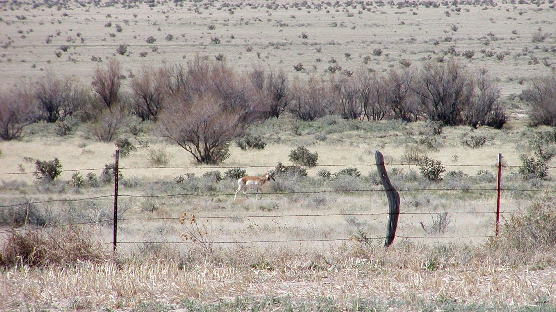A pronghorn walking behind a barbed wire fence