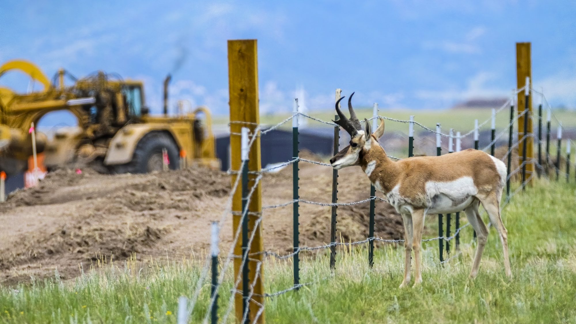 A pronghorn standing in front of a newly constructed fence. A bulldozer works in the background.