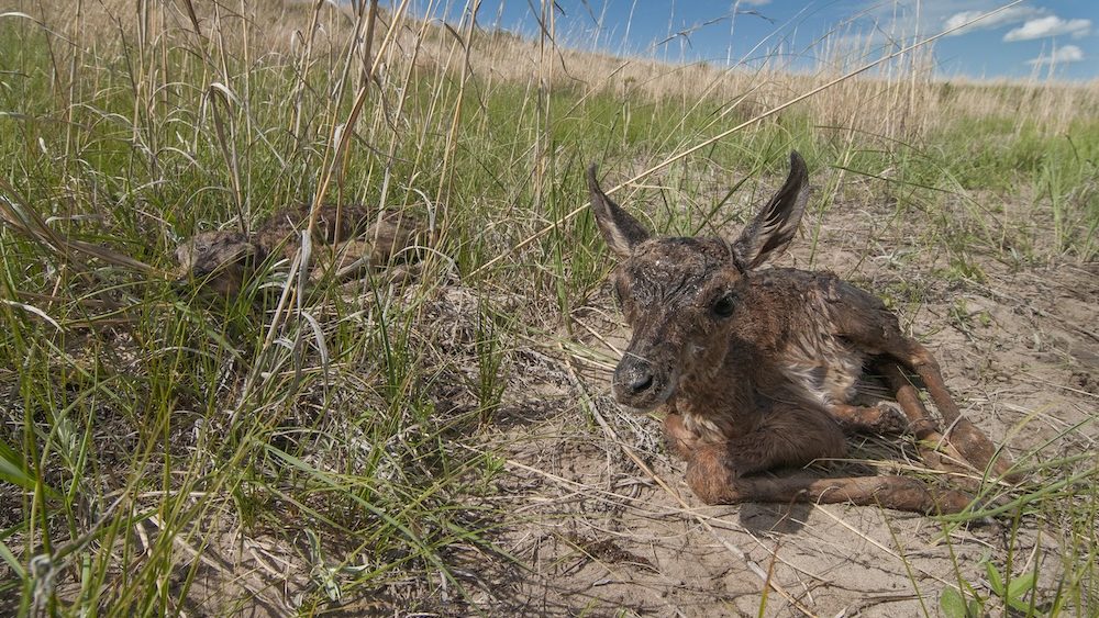 Two newborn pronghorn hiding the grass on a prairie