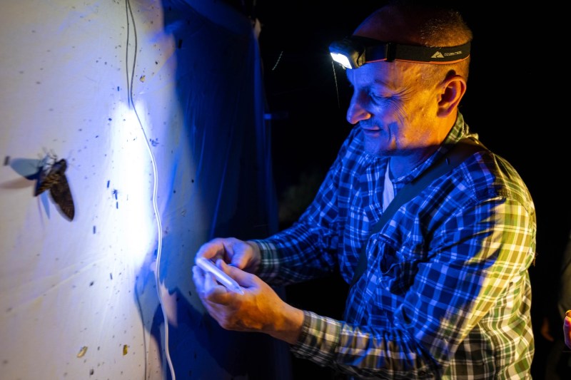 Lights illuminate a person standing infront of a white sheet covered in moths. 