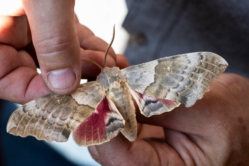 Two hands holding a large, colorful moth. 