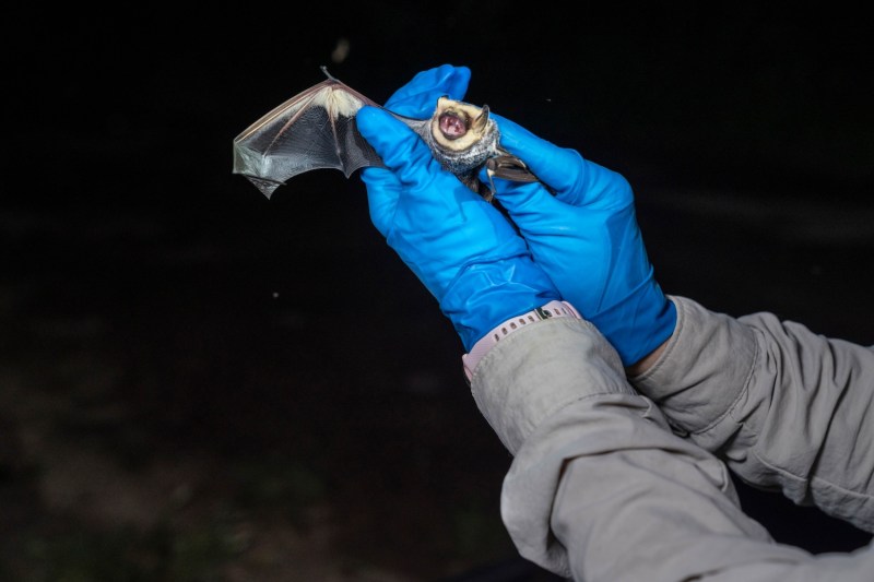 Two blue gloved hands holding a bat. 