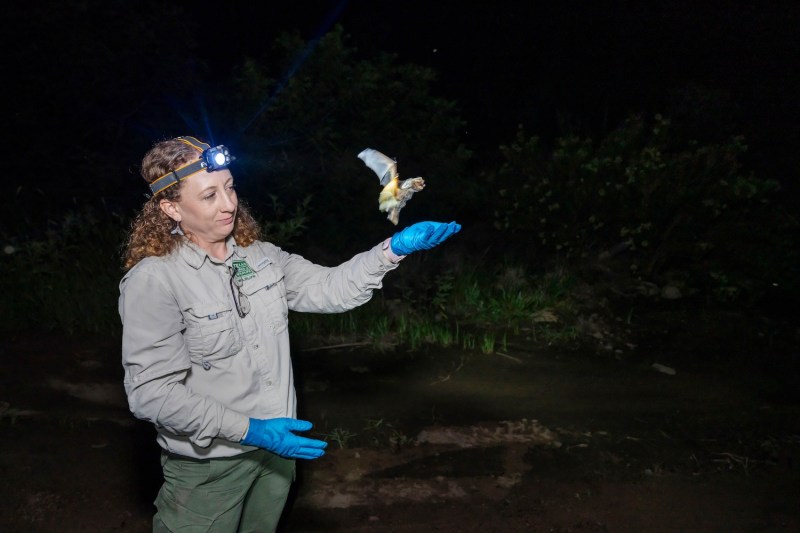 A woman with a headlamp releasing a small bat. 
