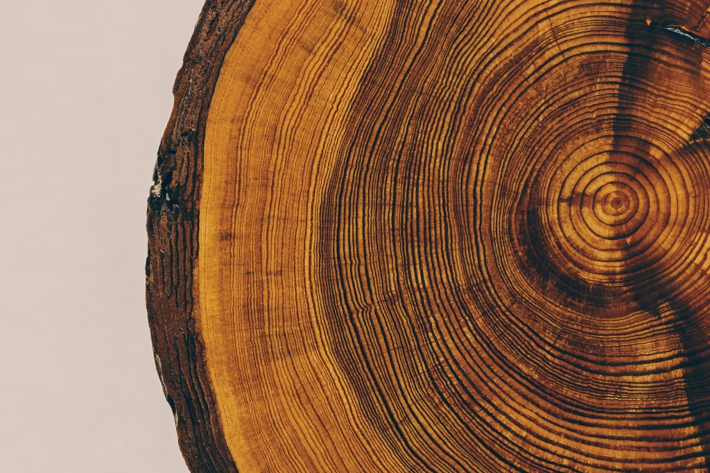 A cross-section of a tree trunk showing the tree rings.