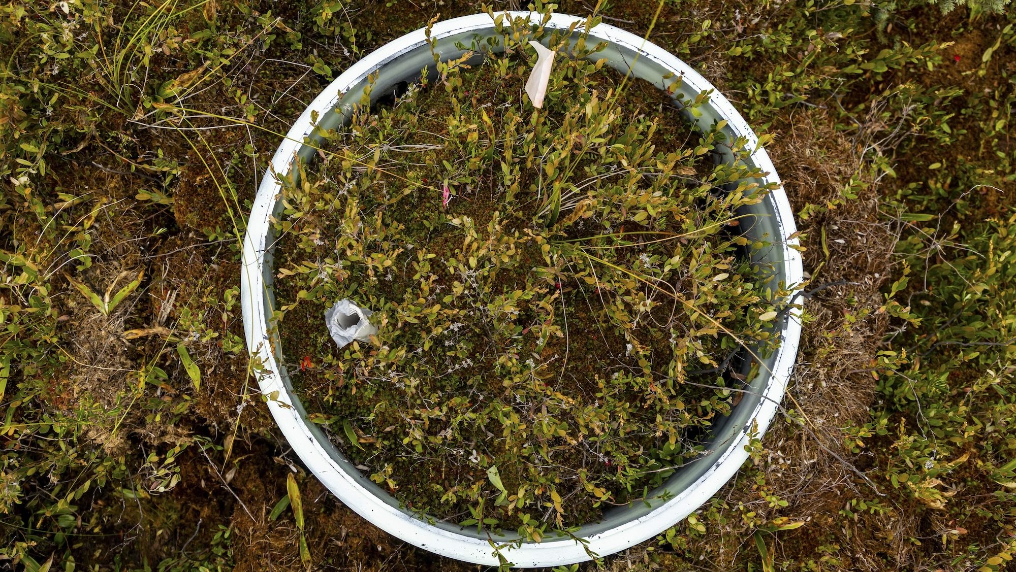 A close-up view of plants growing within a small plastic circle.