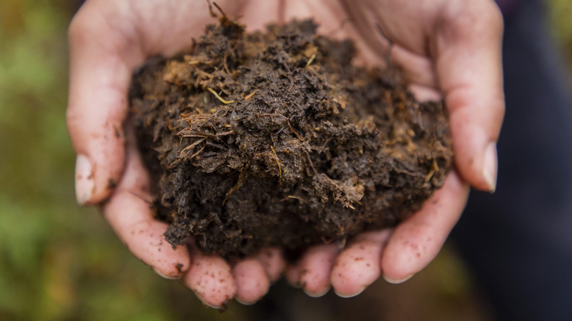 Two hands cupping a clump of peat.